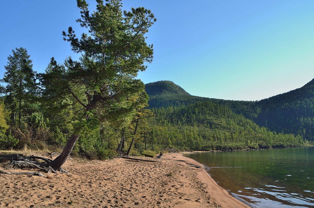 Бухта Песчаная ходульные деревья