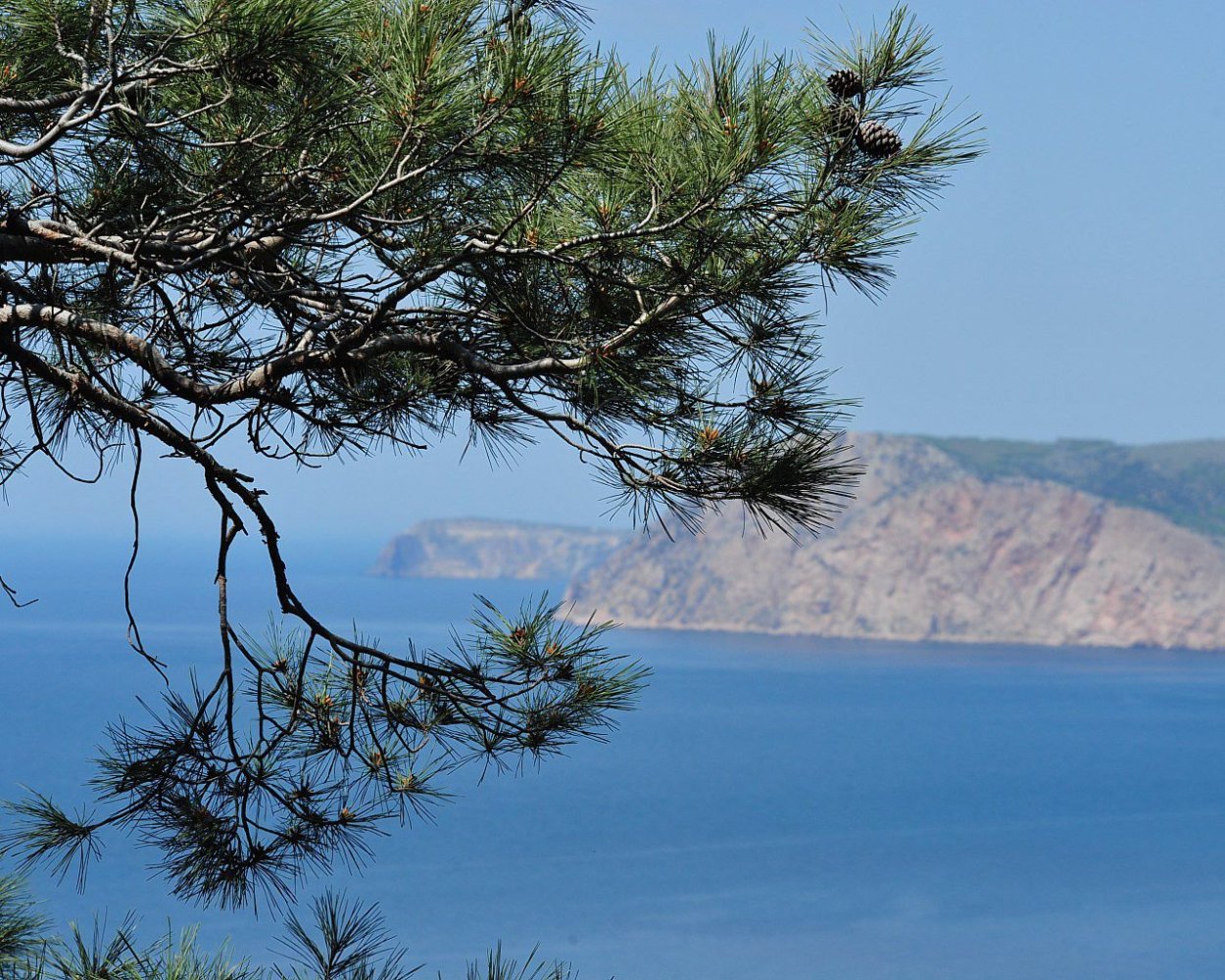 Деревья Байкала с названиями