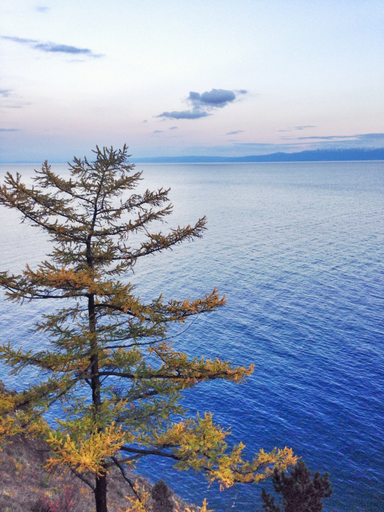 Сосна на скале Байкал