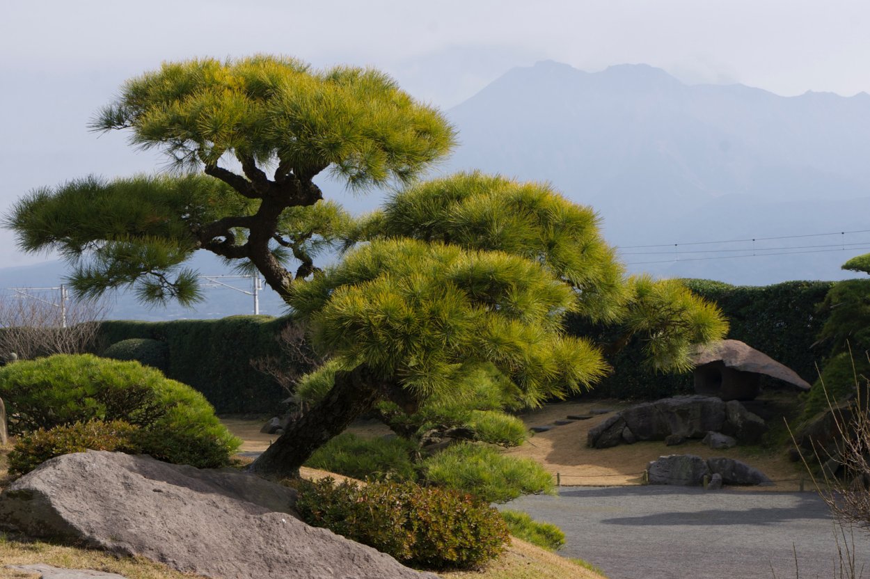Сосна Горная бонсай ниваки