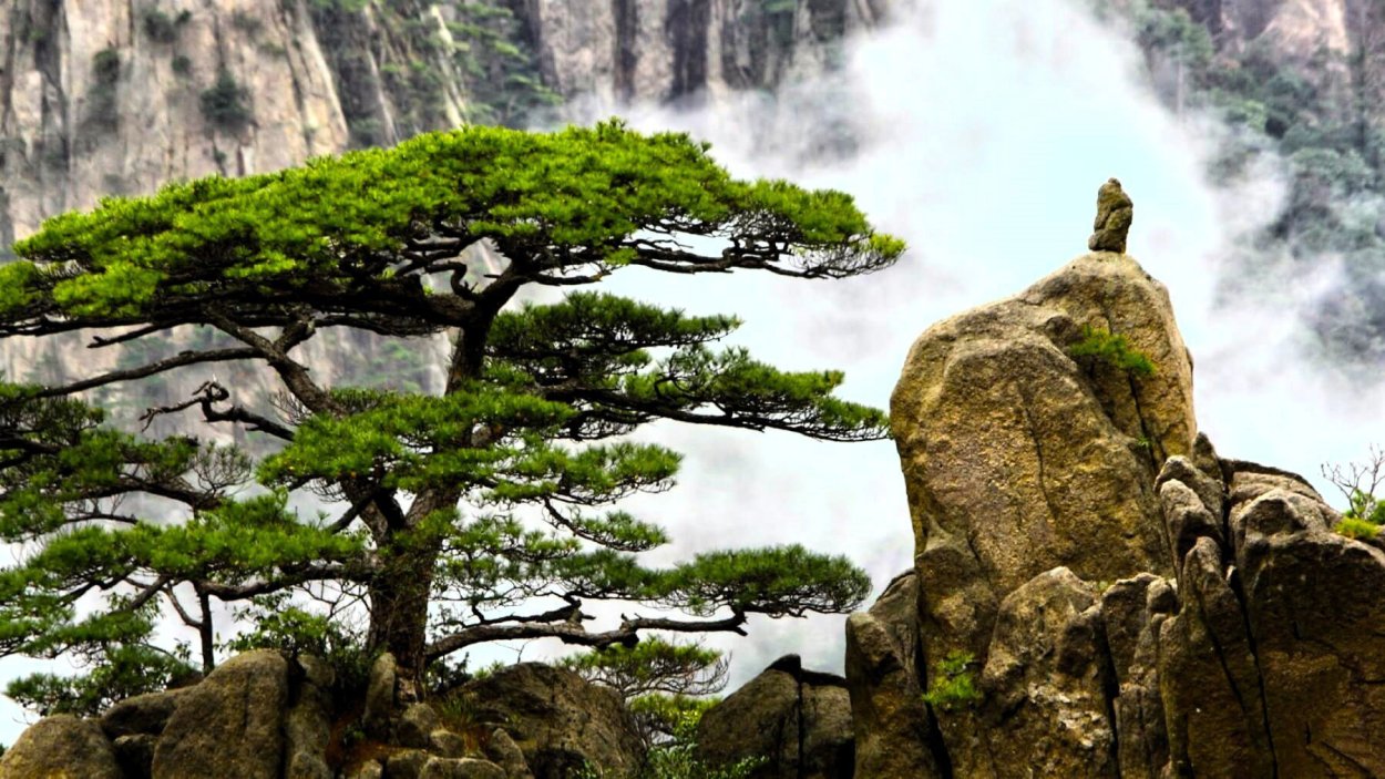 Сосна Горная бонсай ниваки