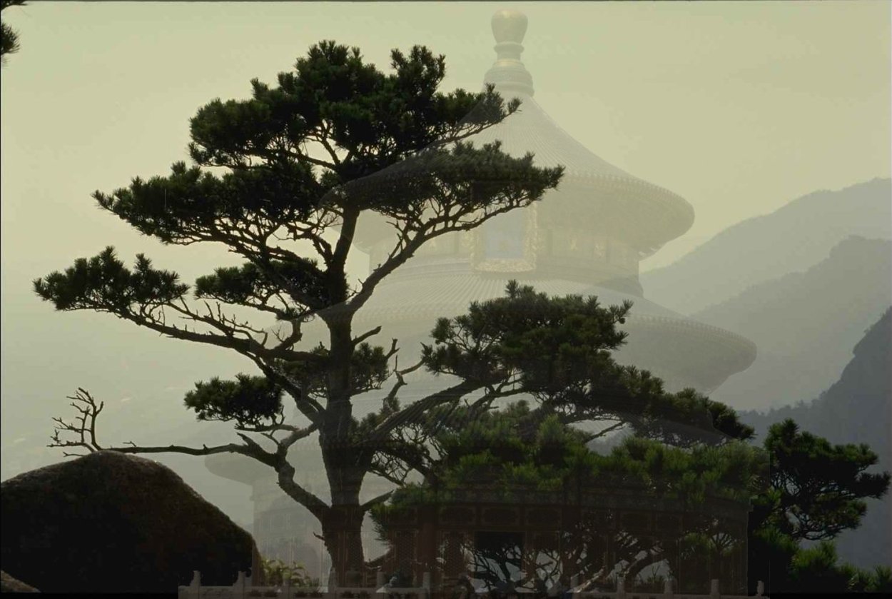 Хуаншань сосна бонсай