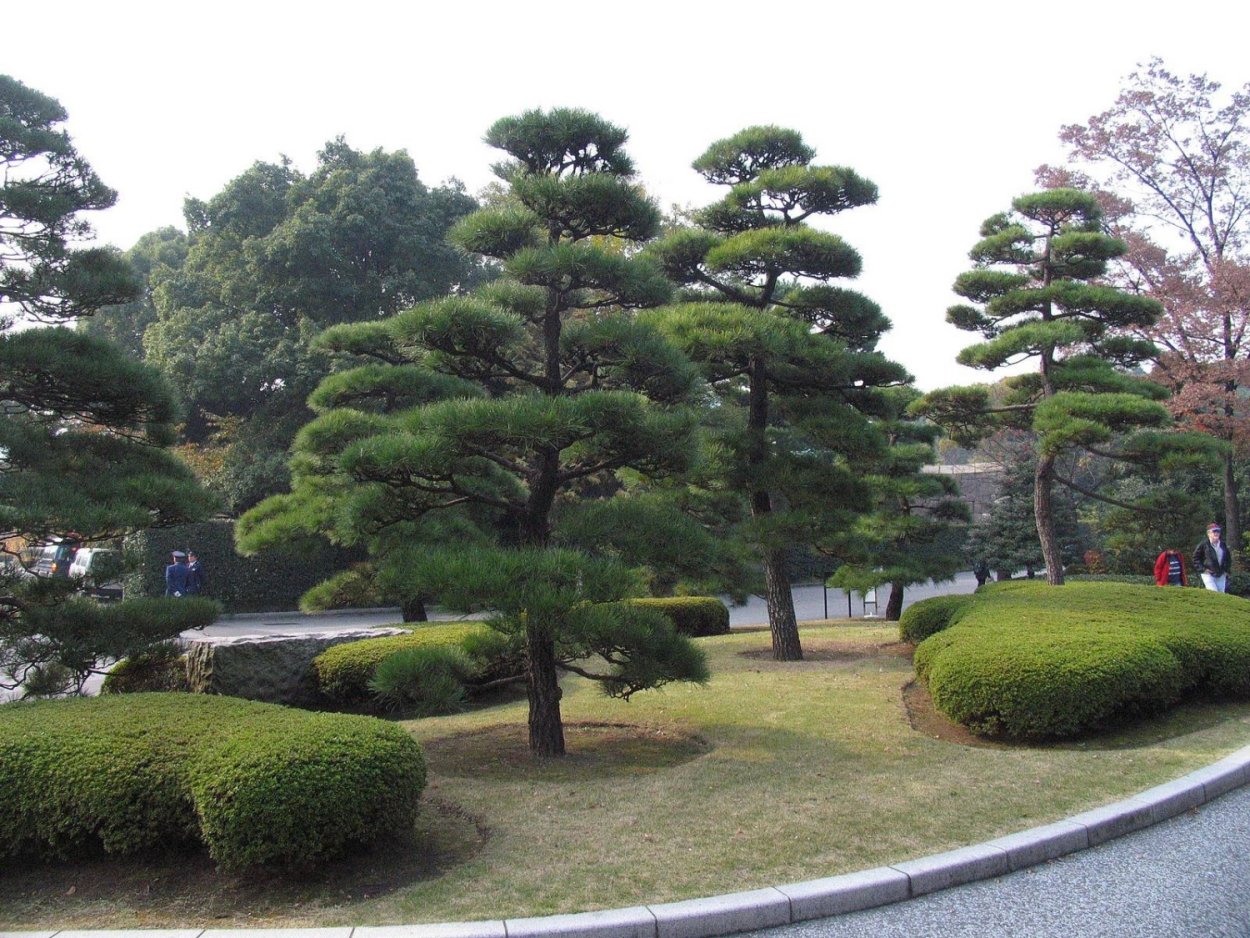 Сычуаньская сосна Китай