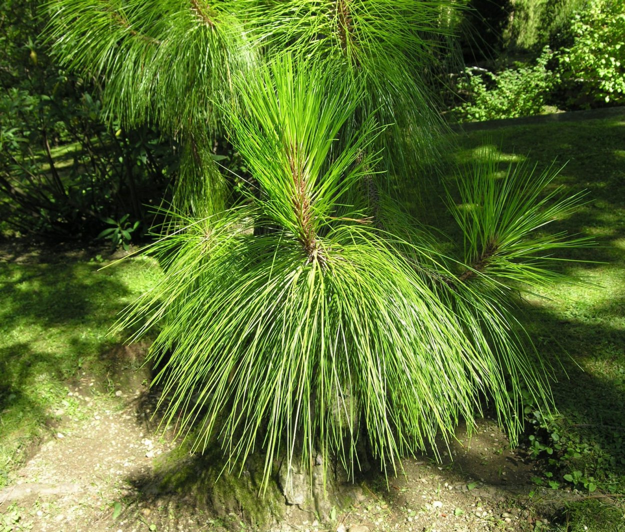 Сосна Юньнаньская зимостойкость