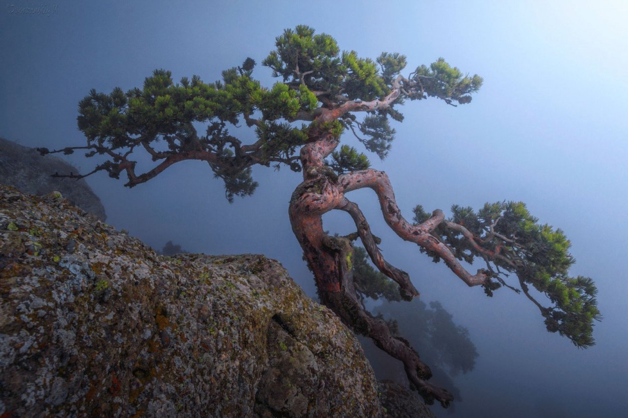 Хуаншань сосна бонсай