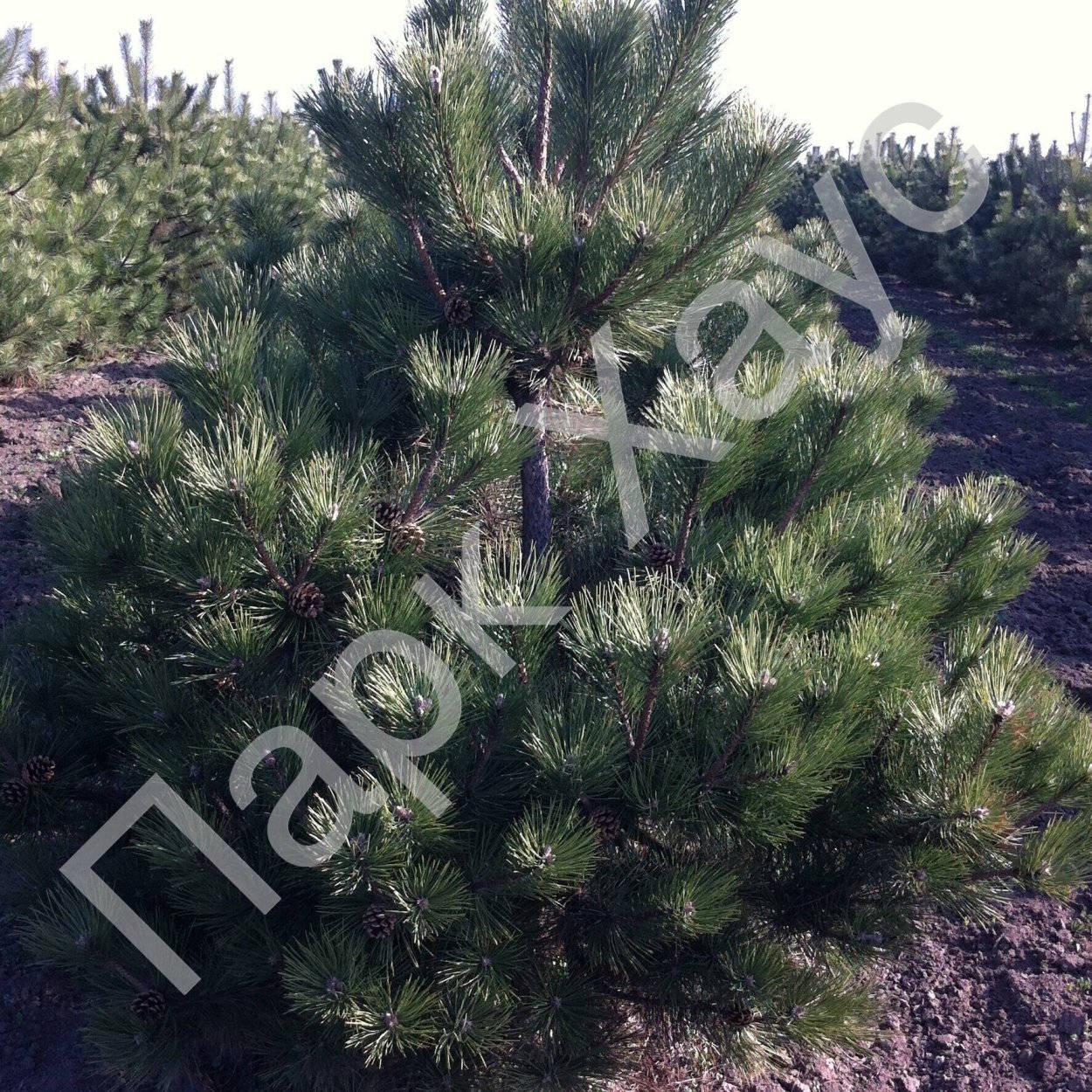 Сосна Горная бонсай ниваки