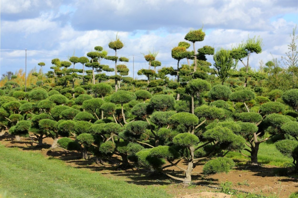Кедровая сосна ниваки