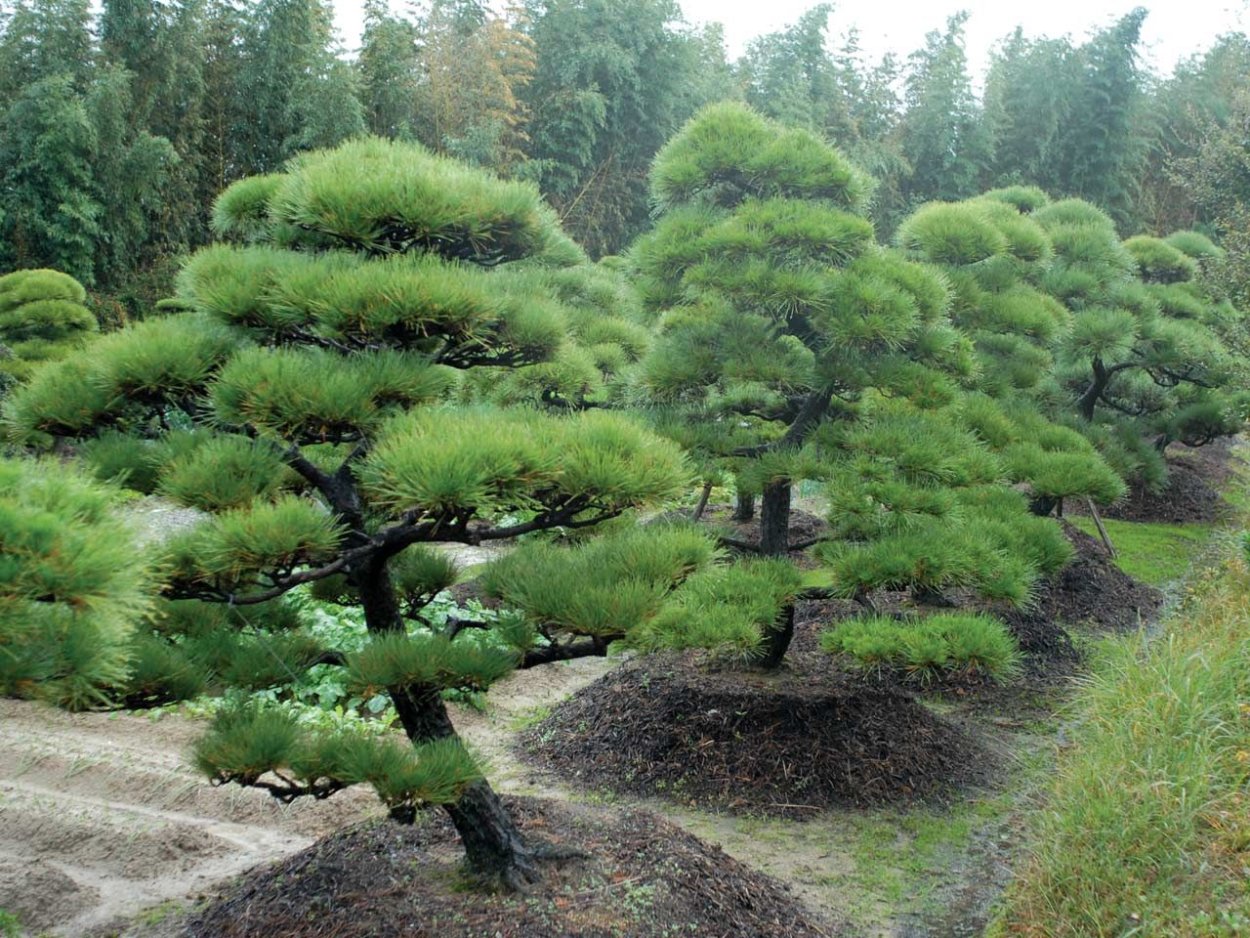 Сосна Юньнаньская Pinus yunnanensis