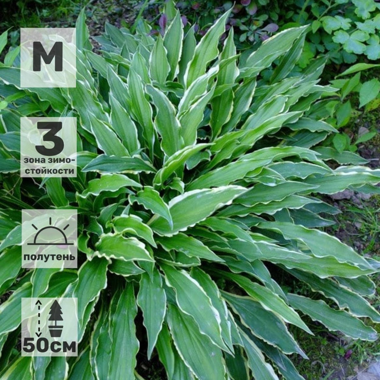 Хоста Стилетто