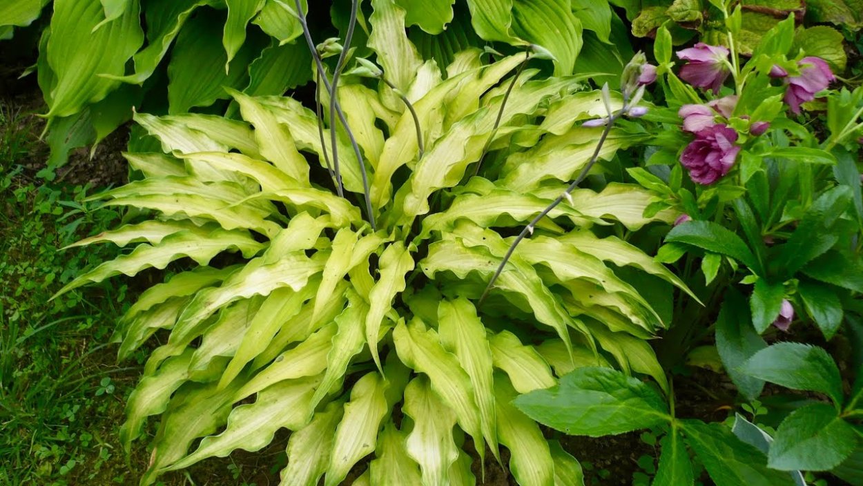 Хоста гибридная Стилетто