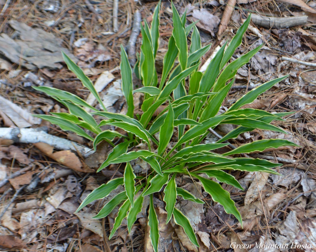 Хоста карликовая Стилетто