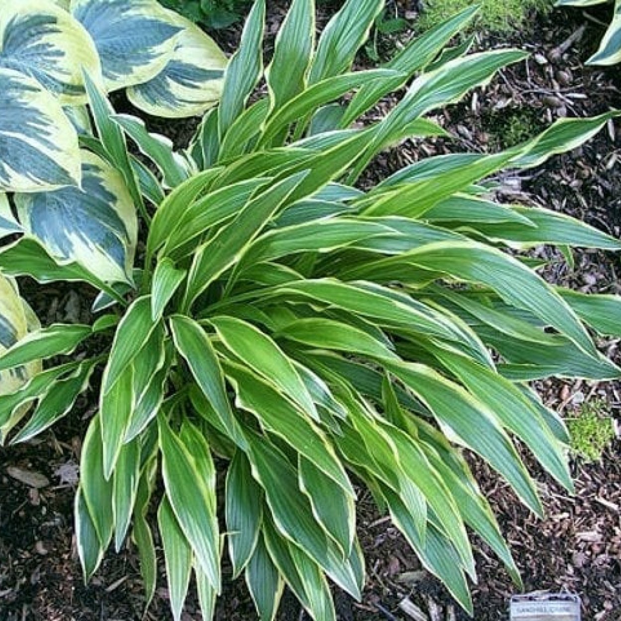 Хоста гибридная Атлантис