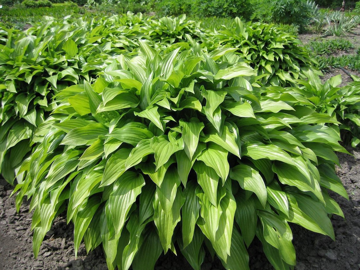 Hosta 'Stiletto' цветение