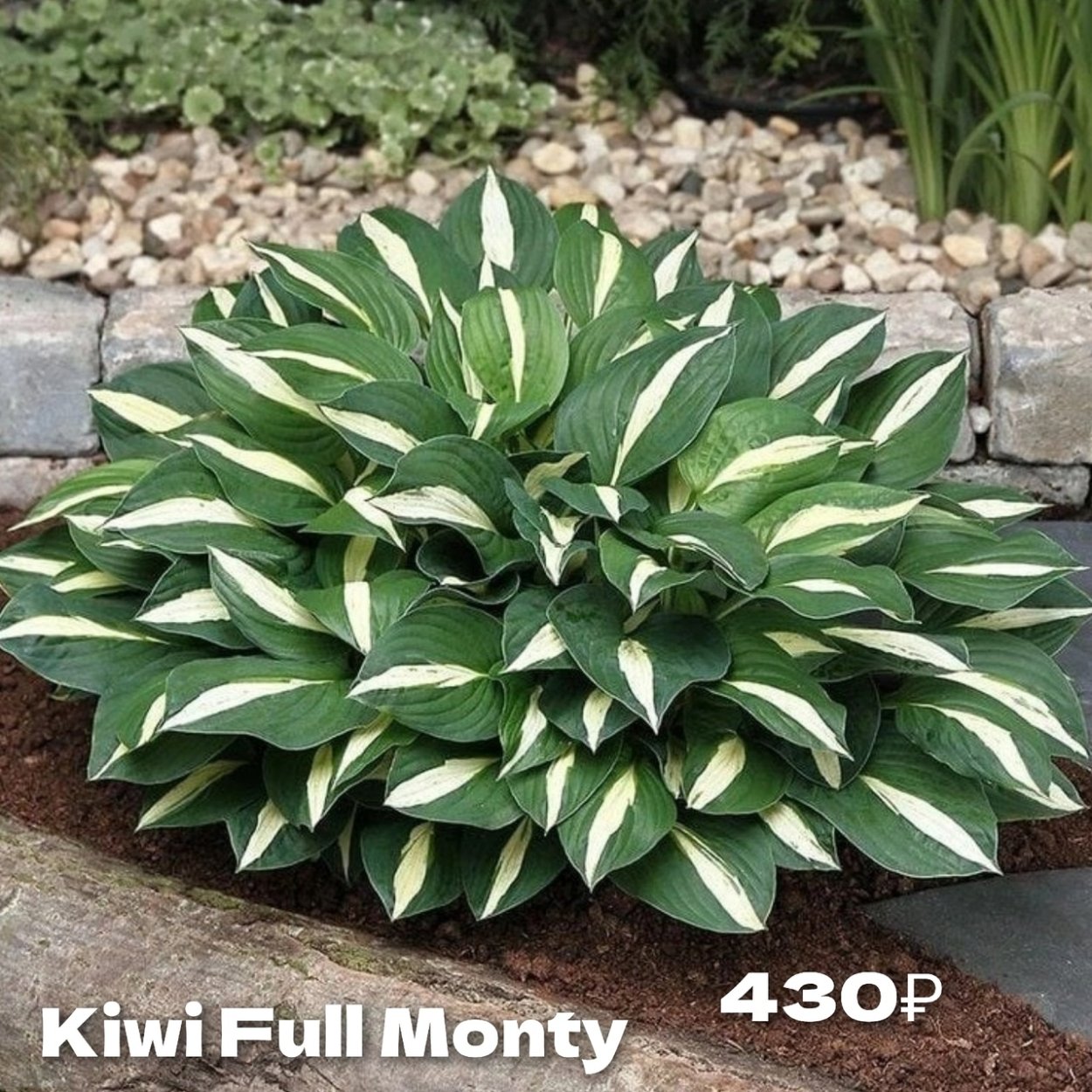 Хоста Liberty (Либерти)