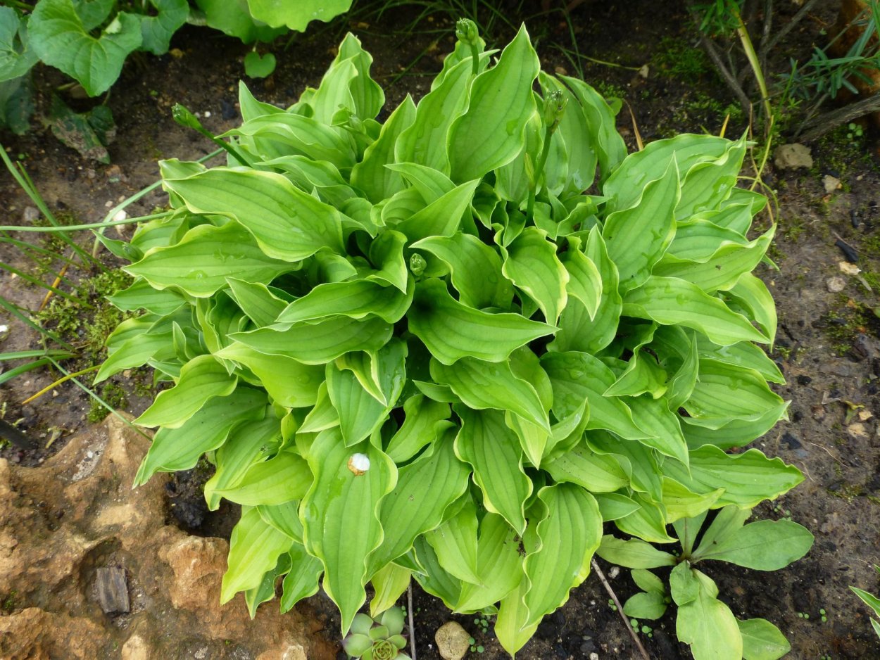 Хоста Вэрли поп