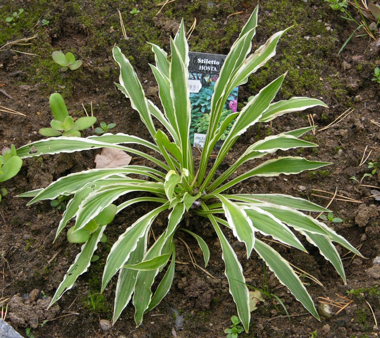 Хоста бордюрная Стилетто
