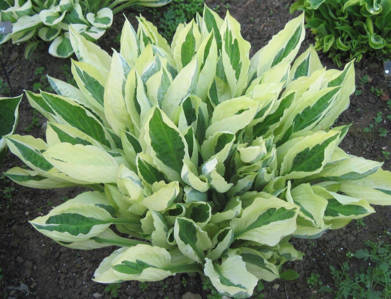 Хоста айвори Кост