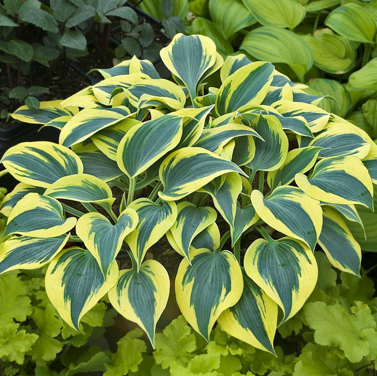 Хоста Йеллоу полька