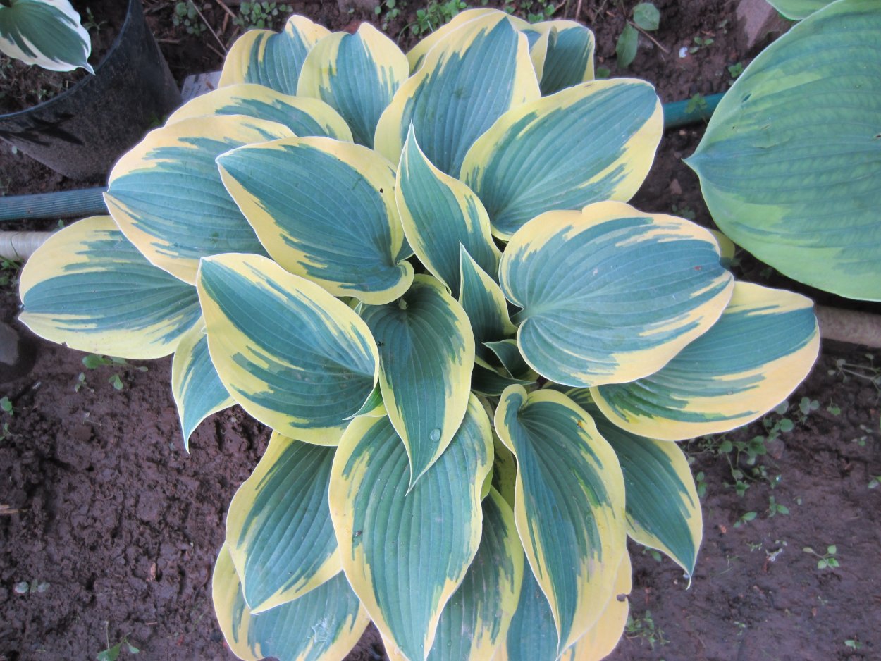 Хоста сорт Стилетто