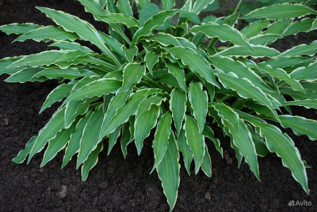Хоста гибридная Стилетто