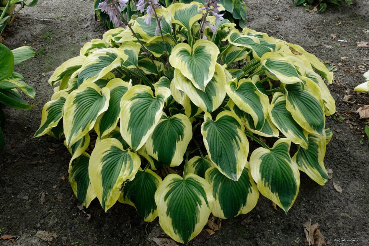 Хоста гибридная Канадиан Блу