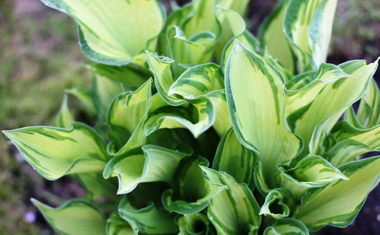 Хоста гибридная Стилетто