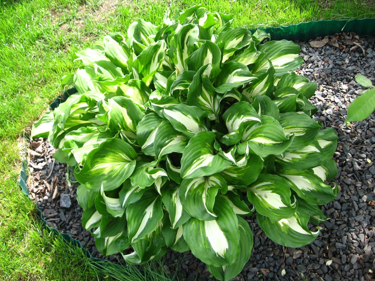 Хоста светло зеленая