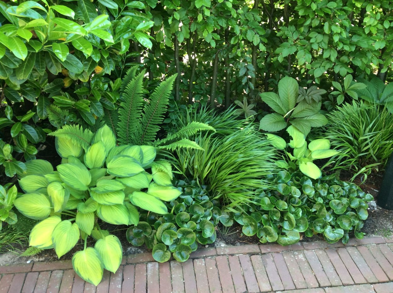 Хоста минор