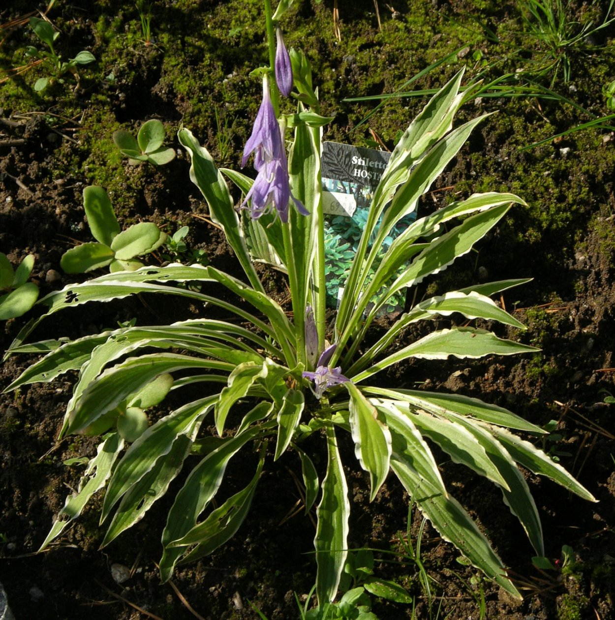 Хоста айвори Коаст