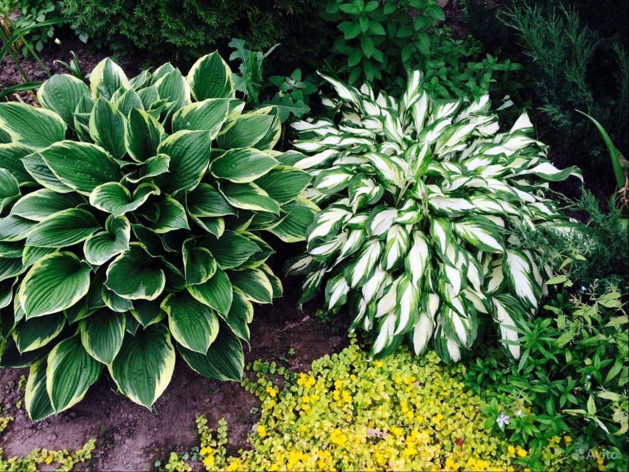 Хоста красночерешковая