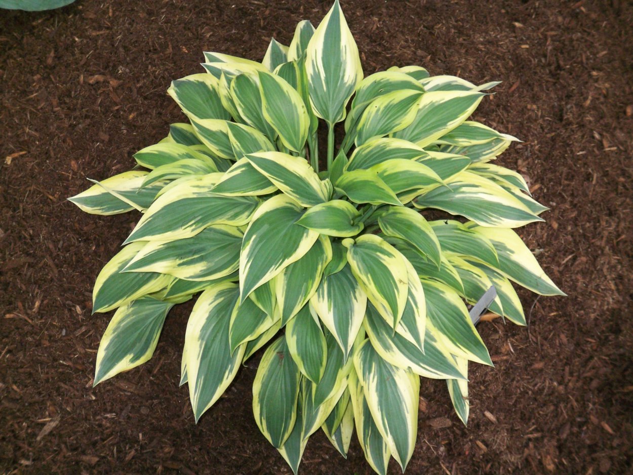 Хоста Стилетто в ландшафтном дизайне