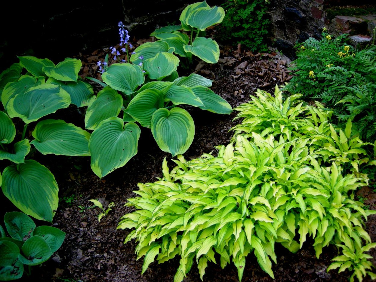 Хоста undulata univittata