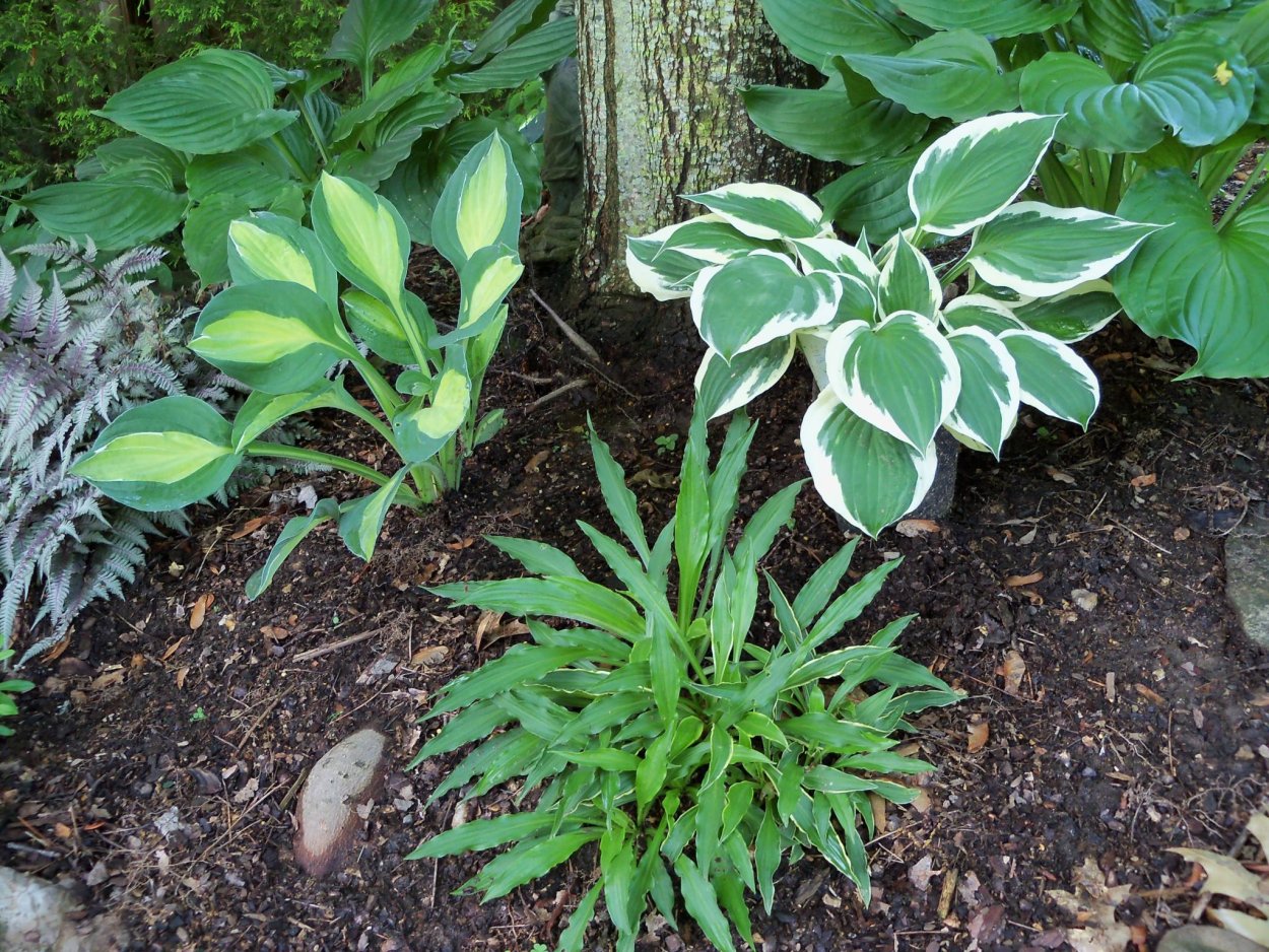 Хоста Бродбэнд