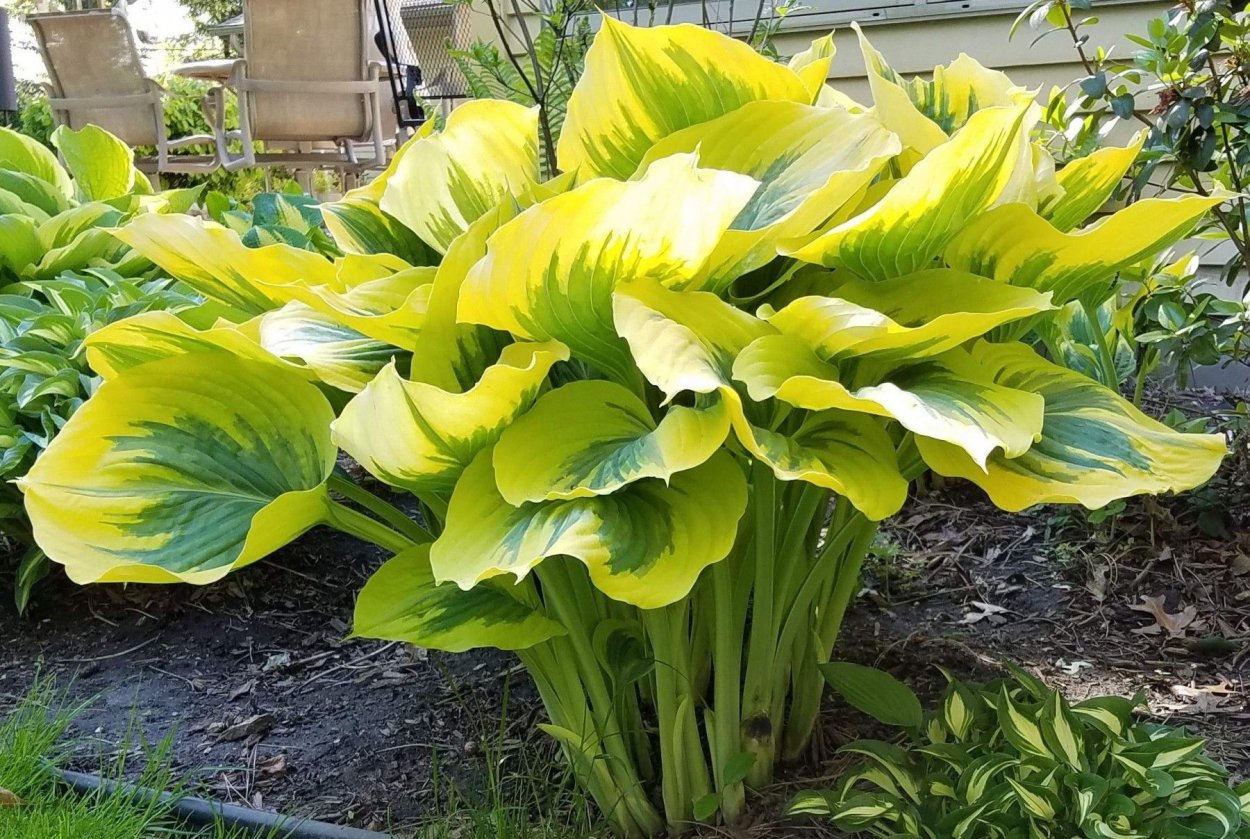 Хоста Флорес