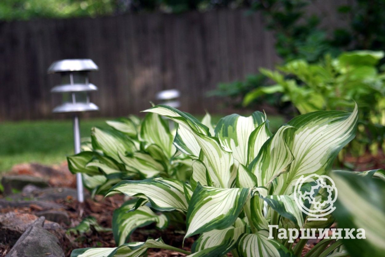 Хоста гибридная пёпл Сенсейшн