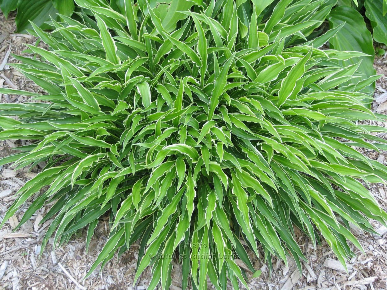 Хоста гибридная Стилетто