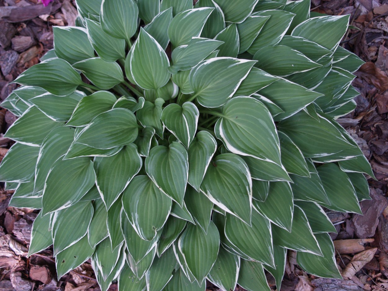 Хоста War Paint