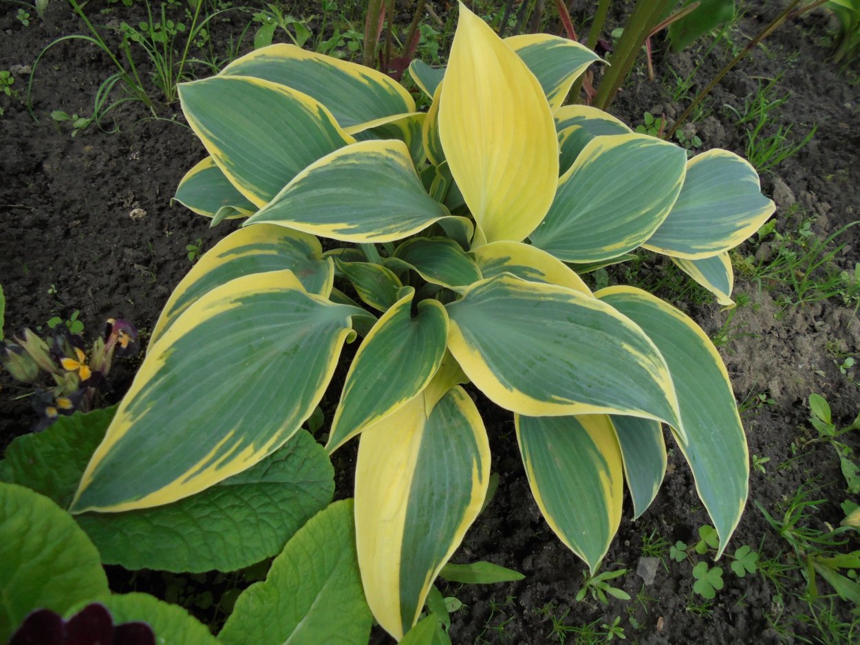 Хоста Уайт Фезер