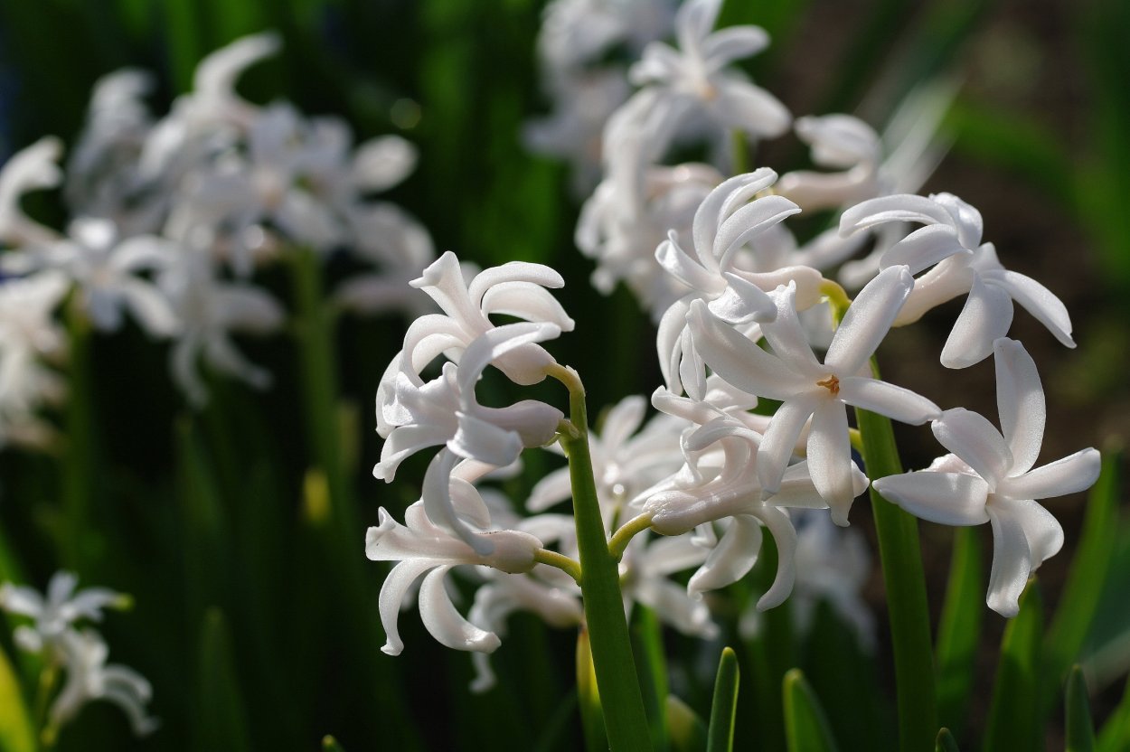 Цветок гиацинт белый