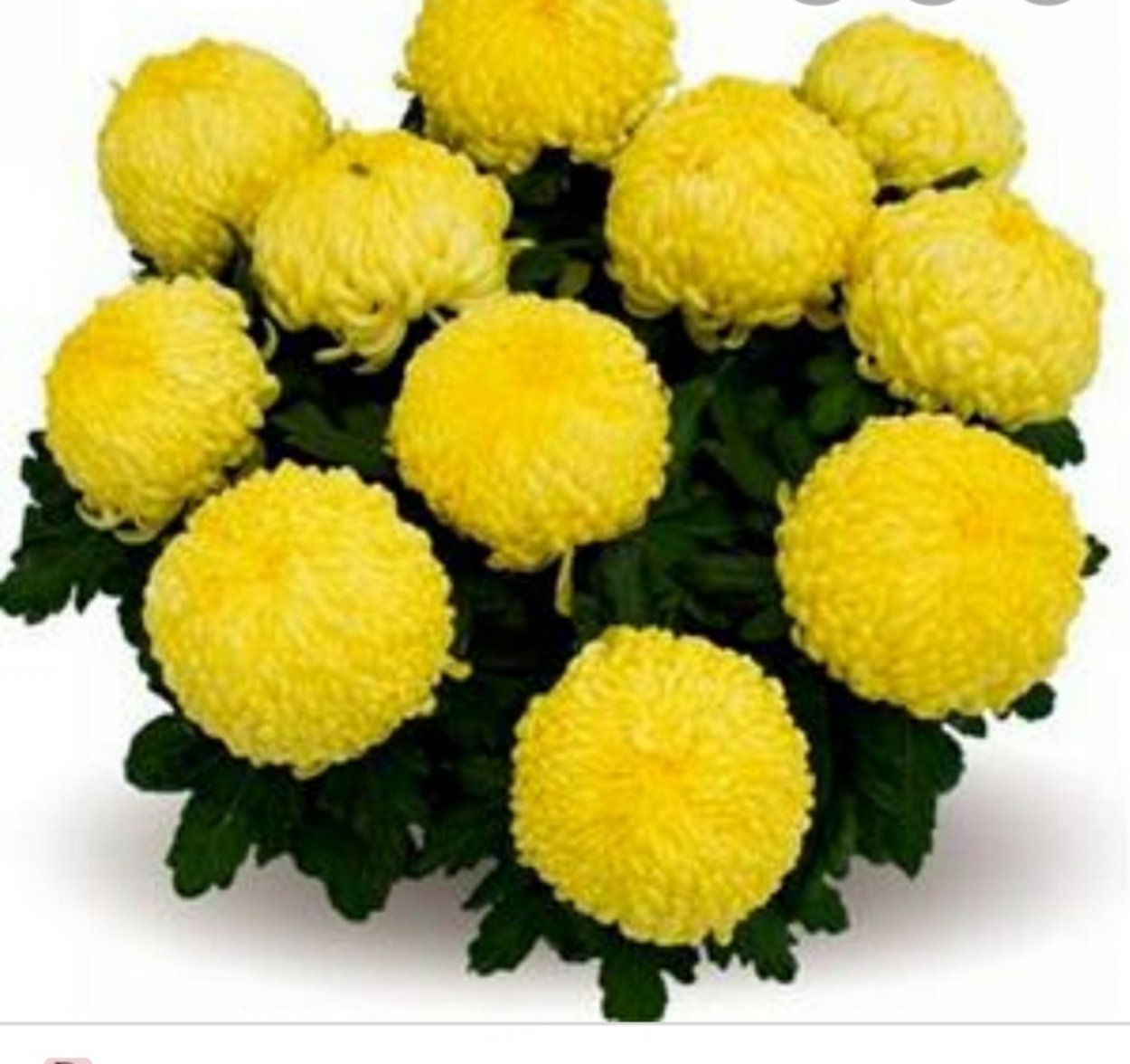 Помпонные хризантемы