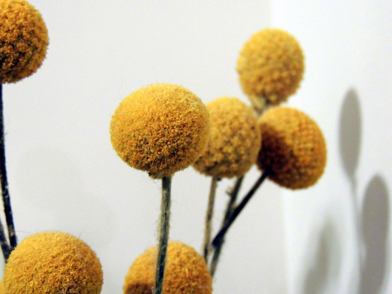 Цв.Краспедия барабанные палочки