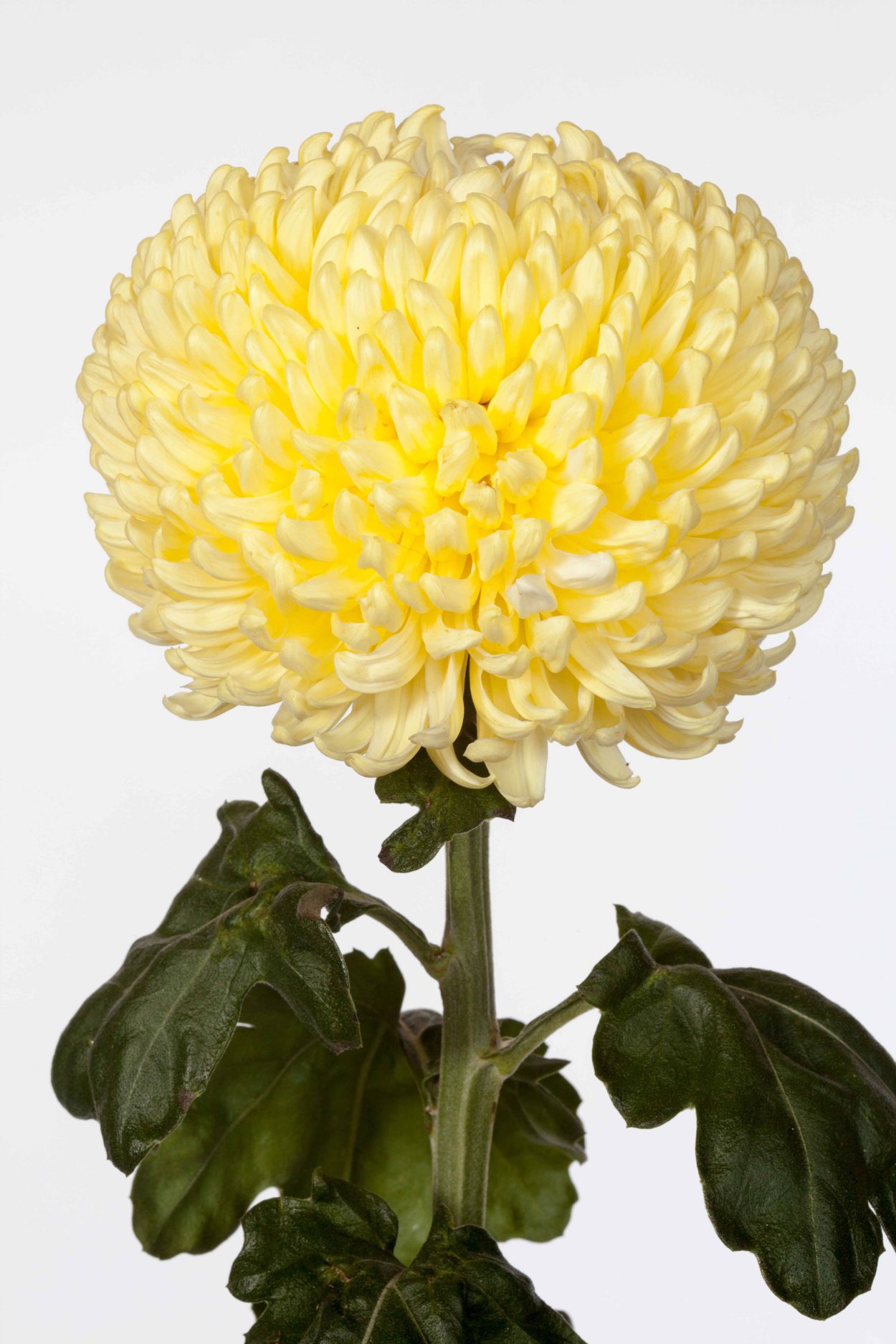 Желтый шарик