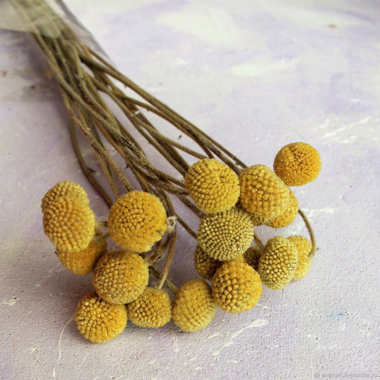 Краспедия шаровидная