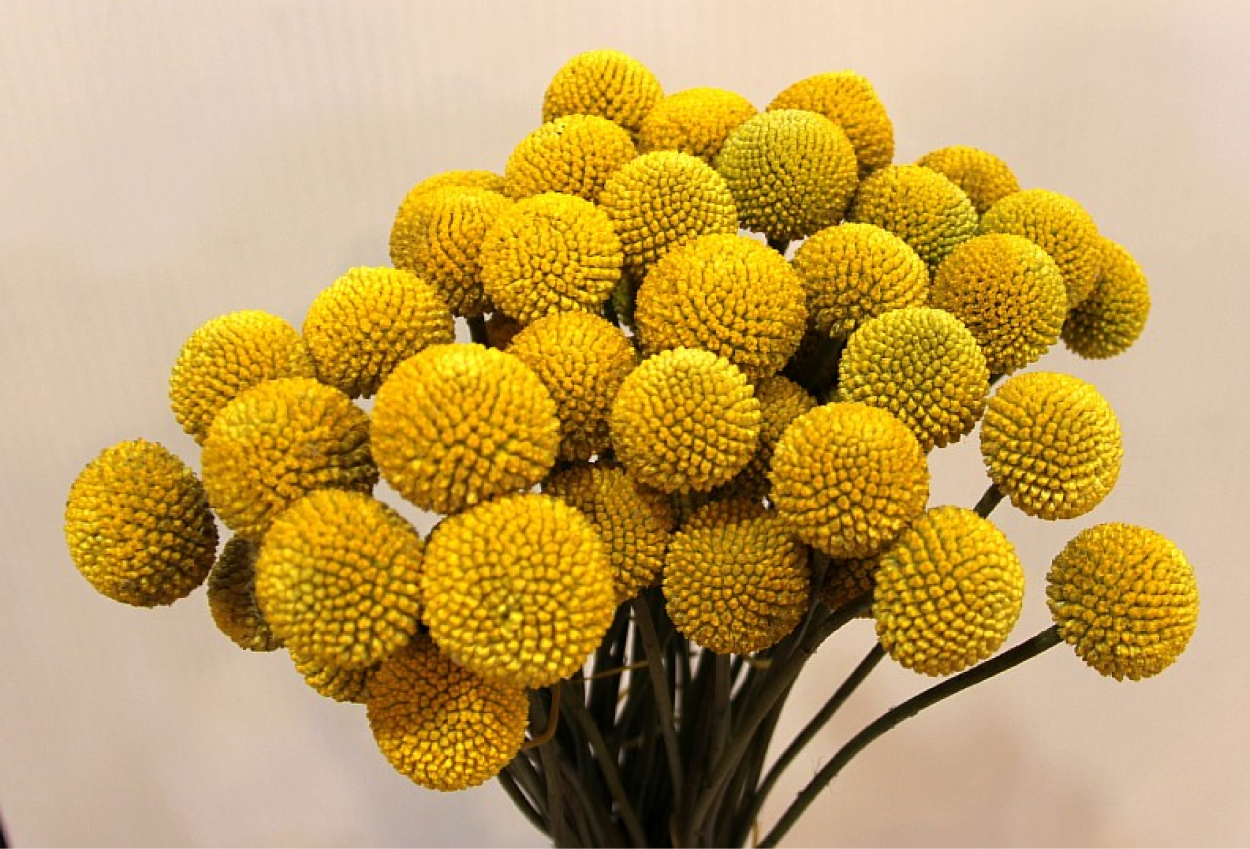 Краснопедия шаровидная