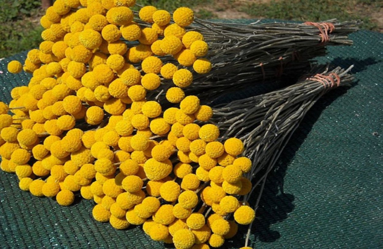 Хризантема Кремист Еллоу