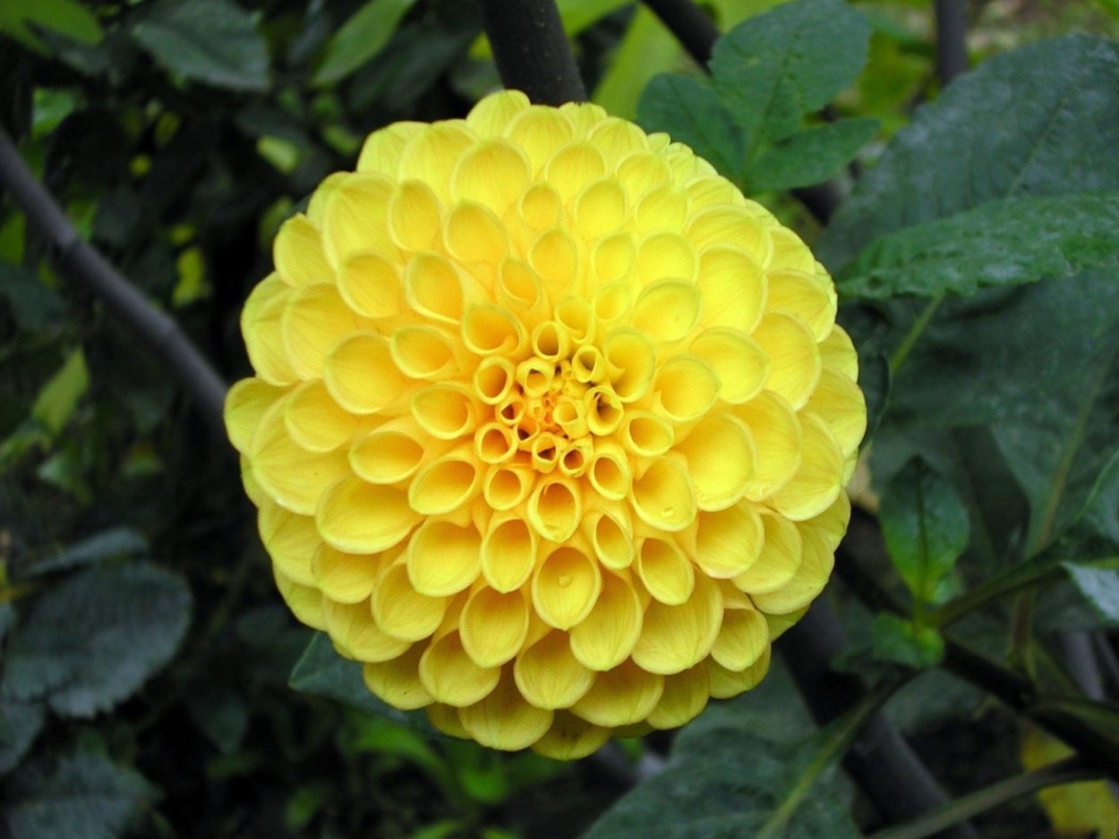 Оранжевые и золотые шары