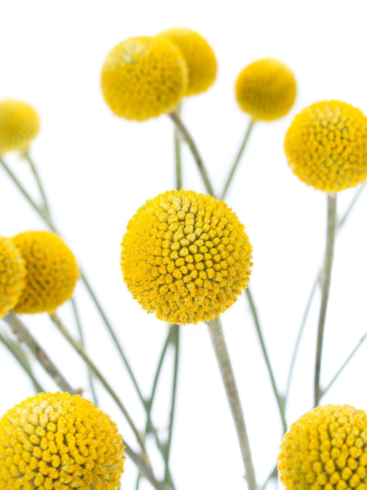 Краспедия сиреневая