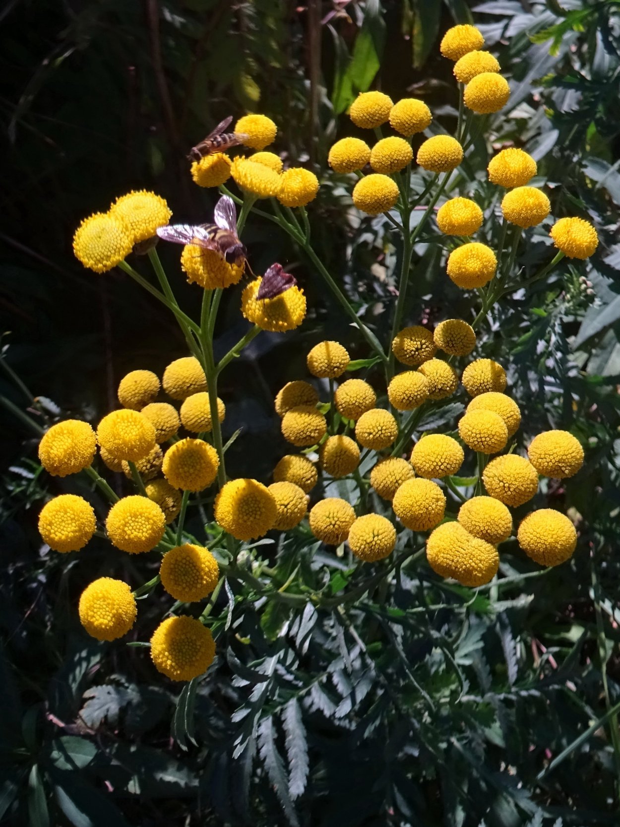 Бархатцы прямостоячие лимонные