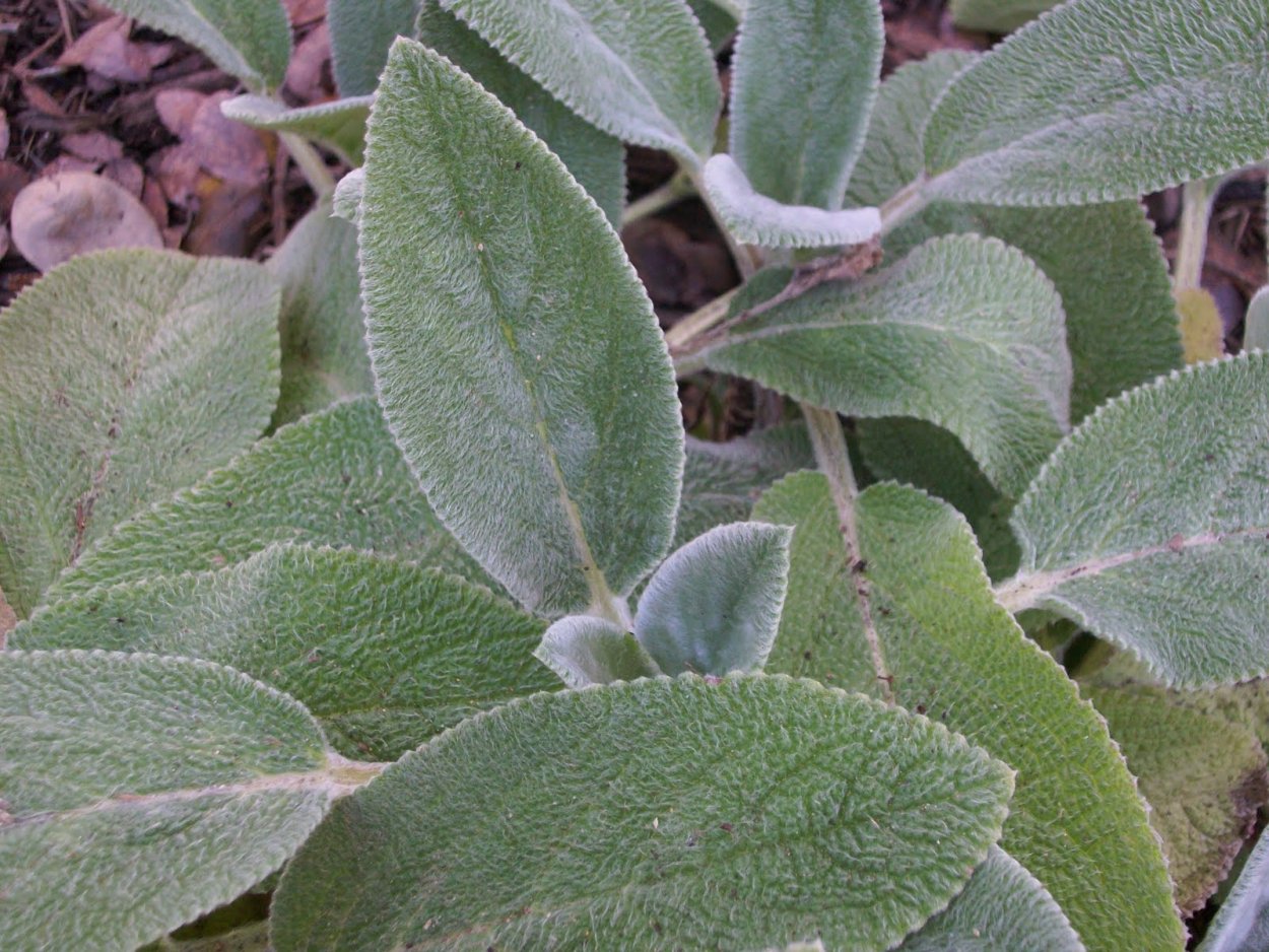 Стахис Монье rosea