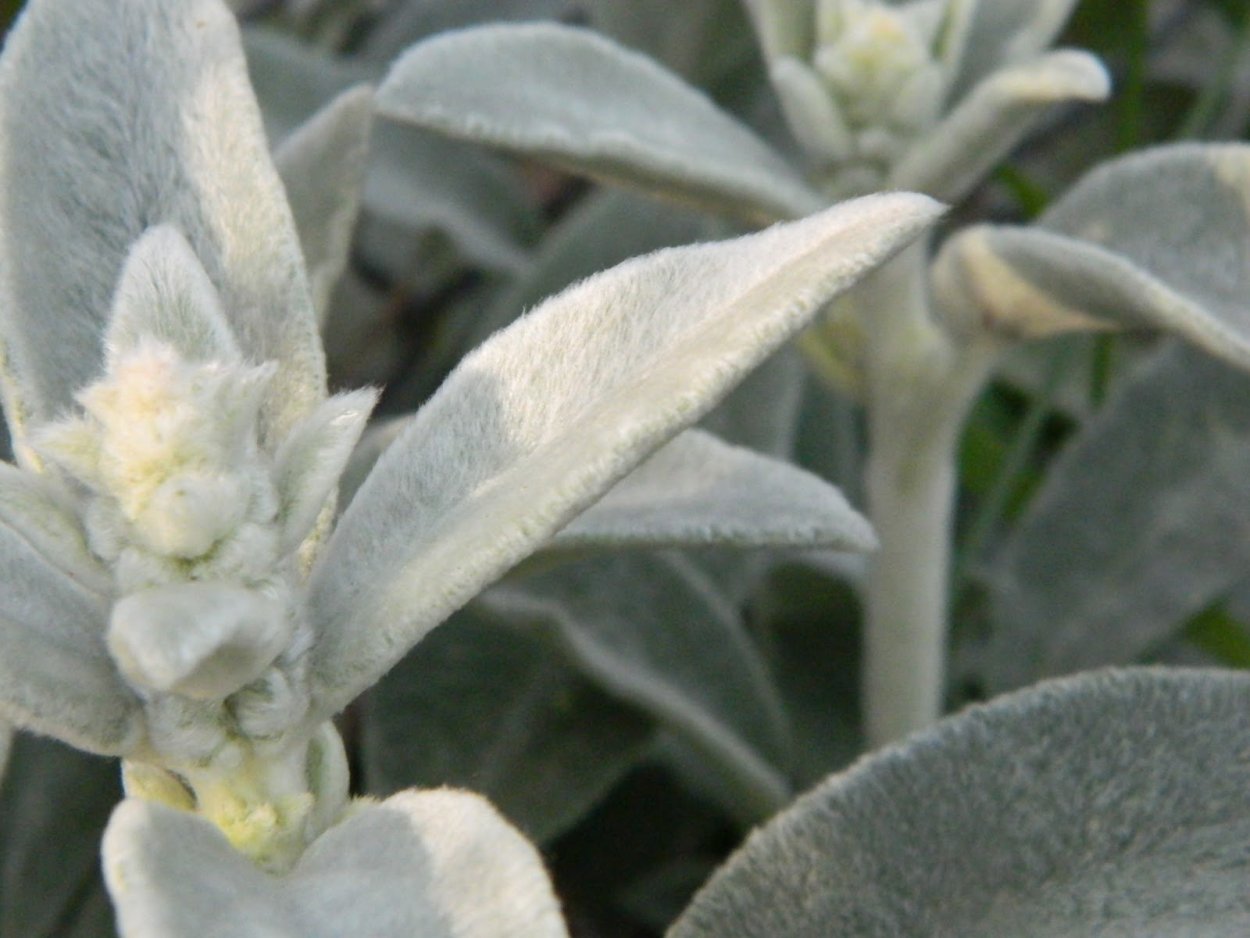 Стахис шерстистый цветение